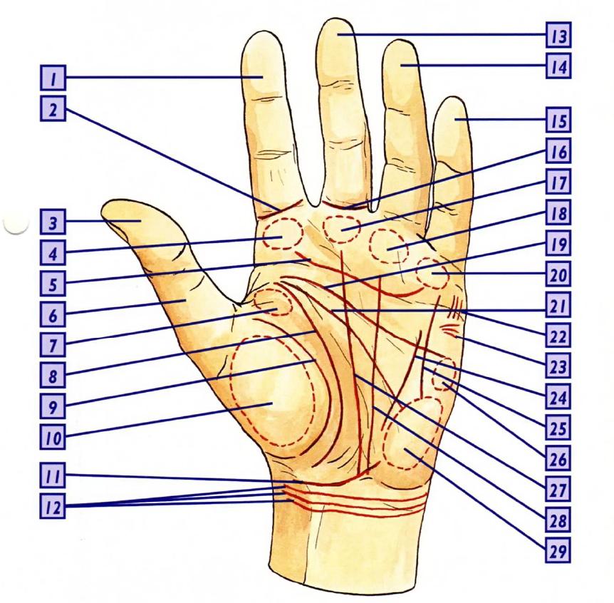 Линии на холмах ладони. Линии на руке. Расположение всех линий на руке. Линия Казановы на руке. Линии на руке и их значение хиромантия.