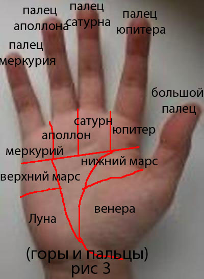 Безымянный палец это какой фото