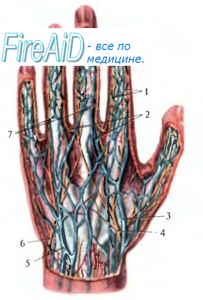 послойное строение кисти. кожа тыла кисти. иннервация мышц кисти анатомия. кожа тыла кисти. кожу тыльной поверхности кисти иннервируется.