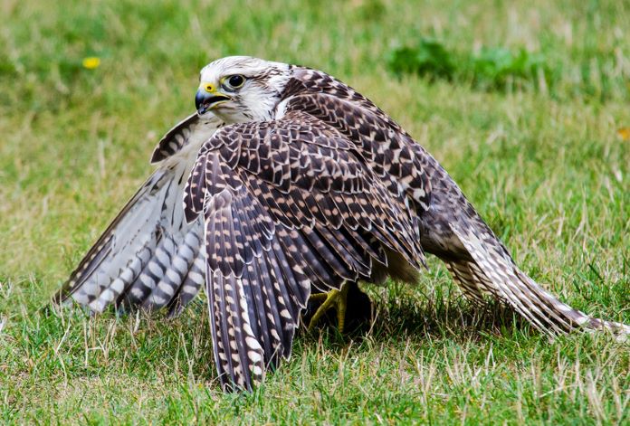 Балабан. Балобан Falco cherrug. Балобан (Falco cherrug Gray). Falco cherrug птица. Сокол балобан с добычей.