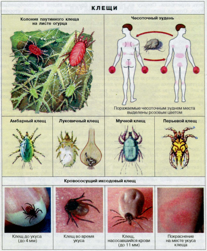 Биология 7 класс клещи. Виды клещей. Отряд клещи представители. Клещи представители класса.